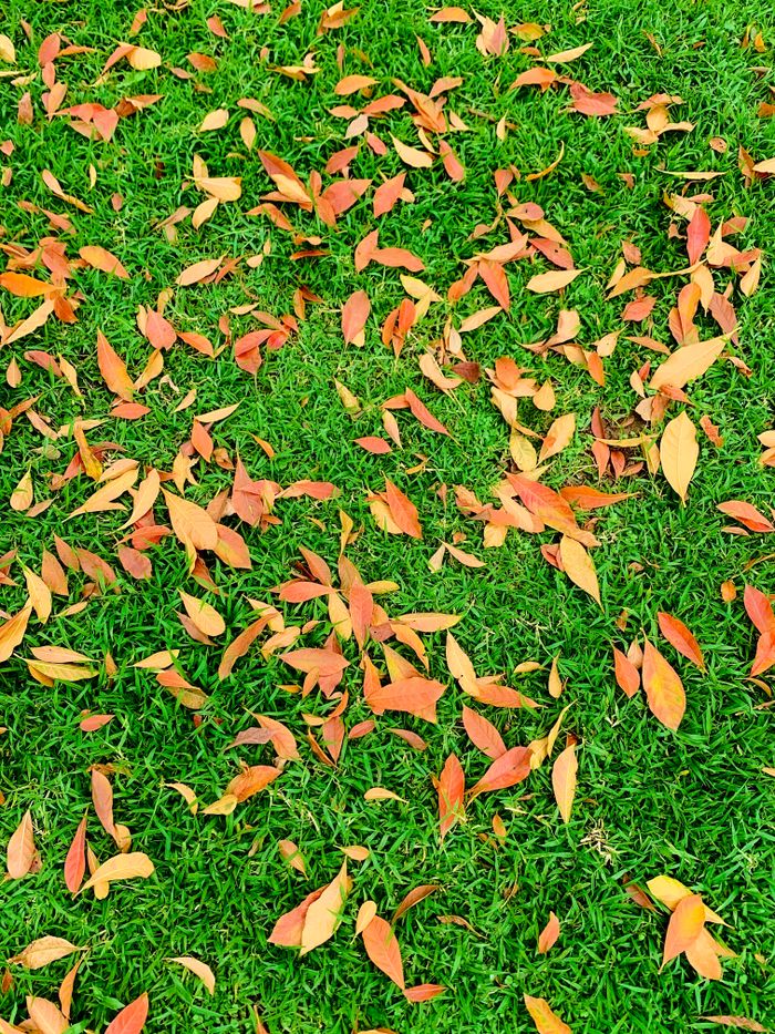 Colorful autumn leaves laying on vibrant green grass in a scenic outdoor fall setting.